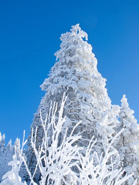 Alpleri'nde kış — Stok fotoğraf