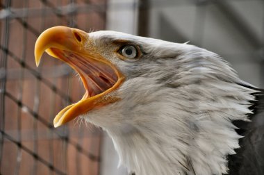 Kel kartal Rehabilitasyon Merkezi