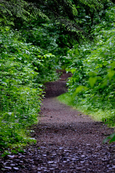 Woodsy Trail