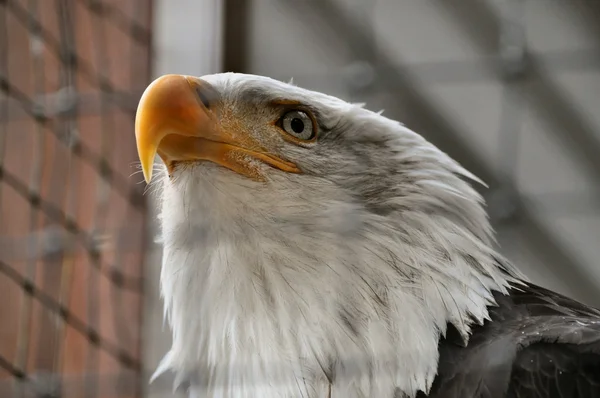Bald eagle i rehabiliteringscenter — Stockfoto