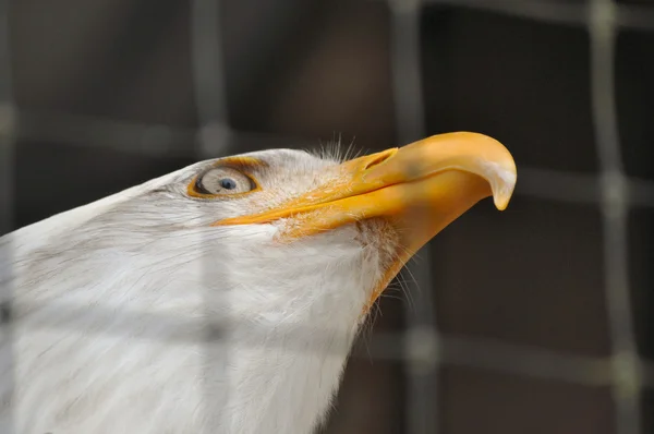 Bald eagle i rehabiliteringscenter — Stockfoto