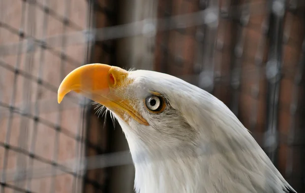 Bald Eagle in Rehabilitation Center — Stock Photo, Image
