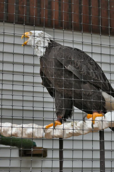 Bald Eagle in Rehabilitation Center — Stock Photo, Image