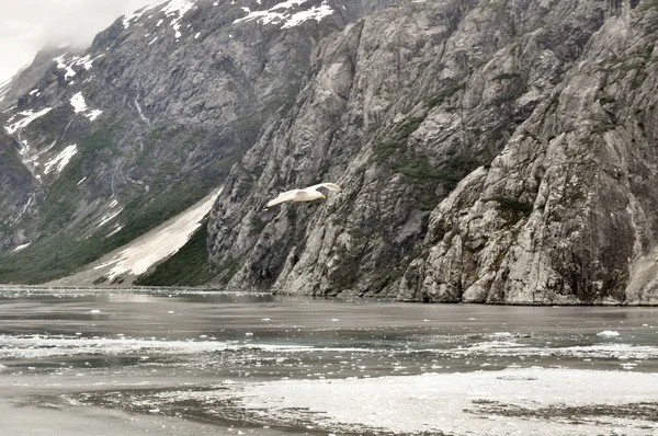 Alaska buzulların — Stok fotoğraf