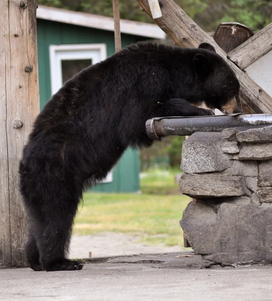 타 쿠로 지 곰 — 스톡 사진