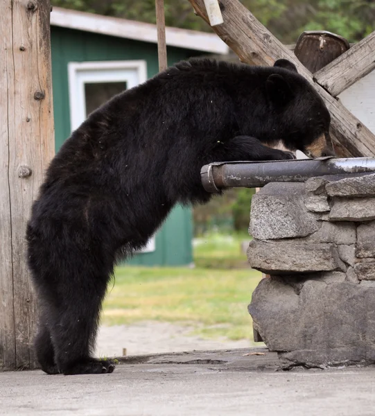 Taku lodge urso — Fotografia de Stock