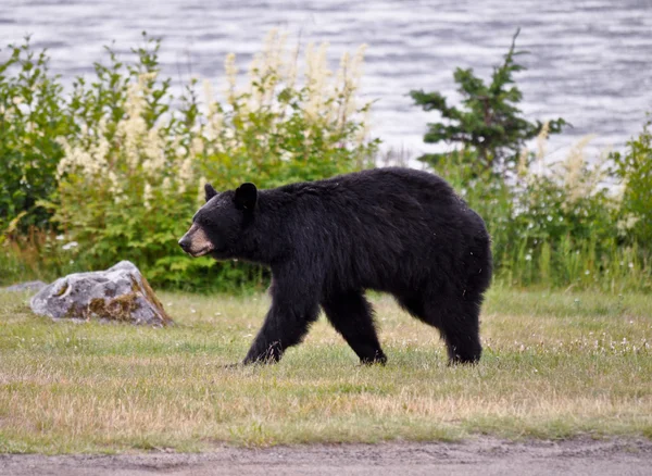 Niedźwiedź Juneau — Zdjęcie stockowe