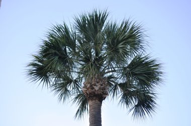 Palmetto Ağacı