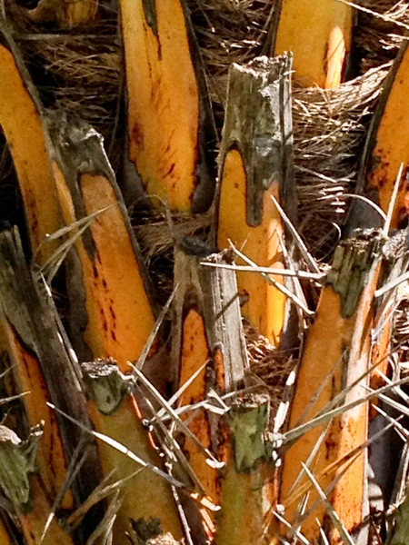 stock image Palmetto Tree