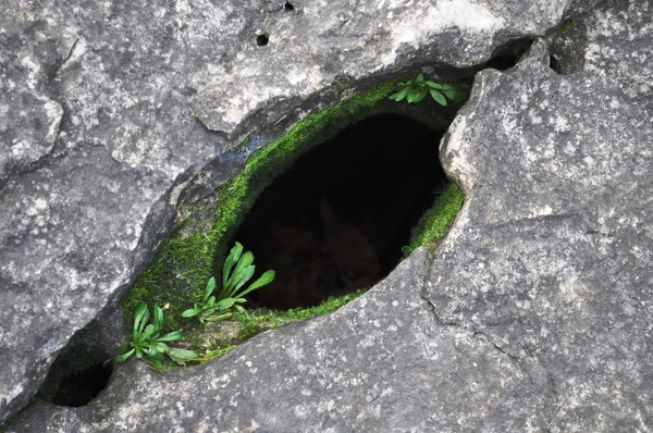 stock image Hiding in the hole of the rock