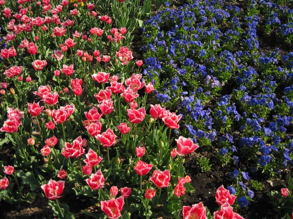 Rode en blauwe bloemen — Stockfoto