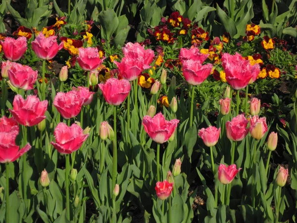 Tulipanes hermosa — Foto de Stock