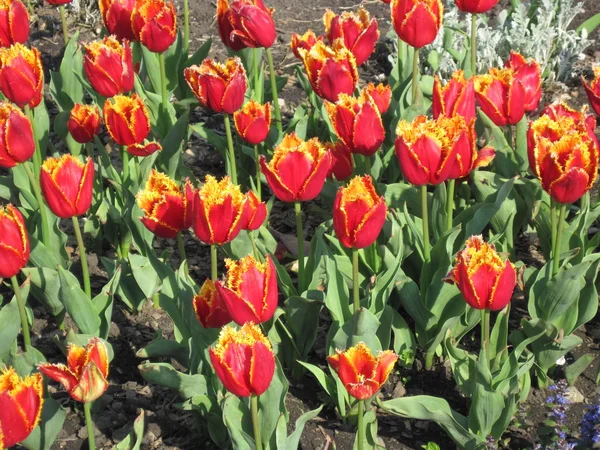 Tulipanes Rojo — Foto de Stock