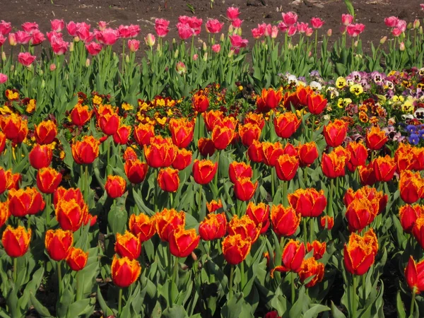 Tulipanes vibrantes .... — Foto de Stock