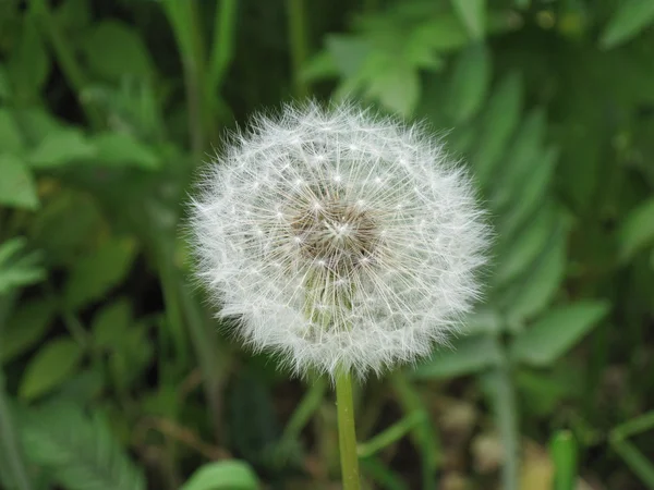 stock image Dandelion