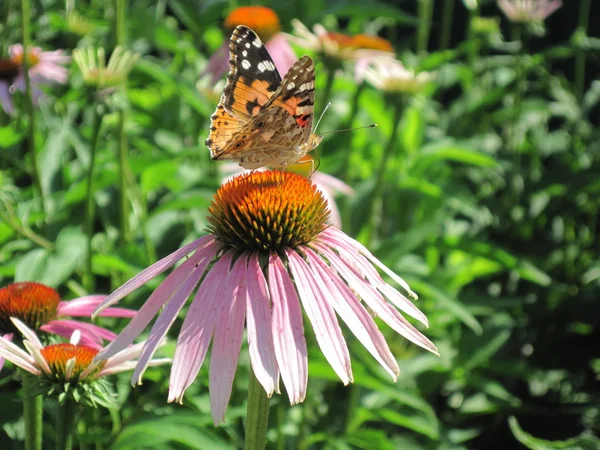 分離の美しい蝶 — ストック写真