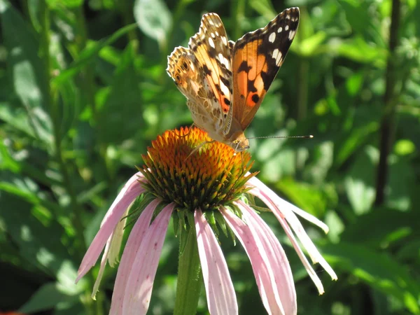 stock image Colored Butterfly