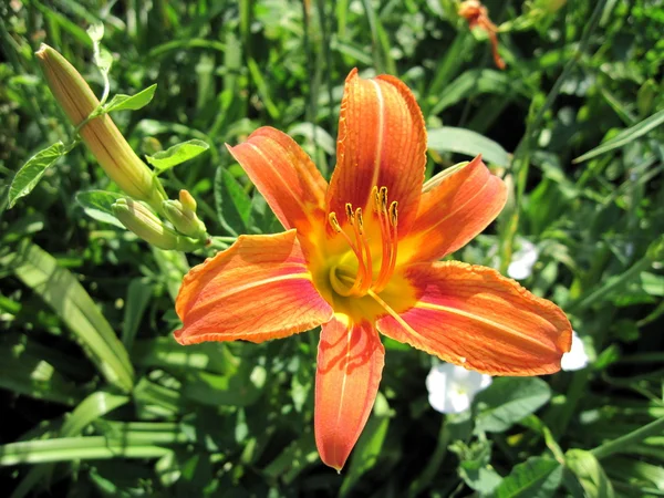 Stock image Summer Flower.