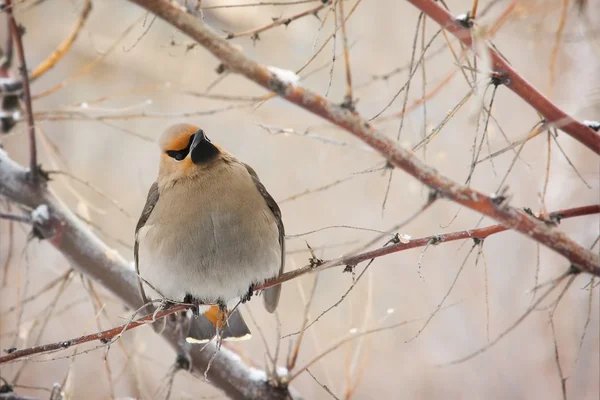 stock image Bird Cardinal on tree