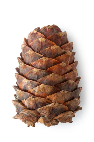 stock image Cone of Siberian cedar (pine)