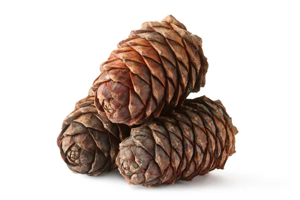 Três cones de cedro siberiano (pinheiro ) — Fotografia de Stock