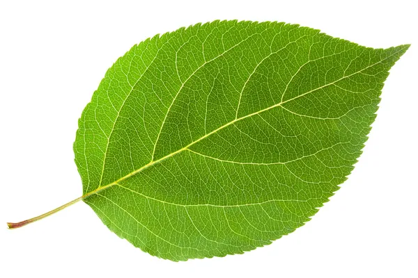 Zöld leveles Stock Kép