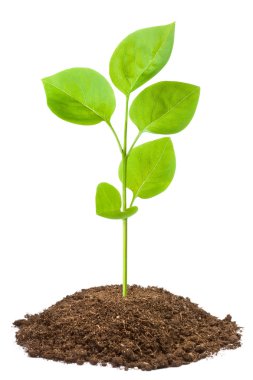 Green sapling clipart