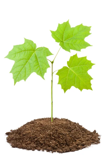 Green sapling of young maple — Stock Photo, Image