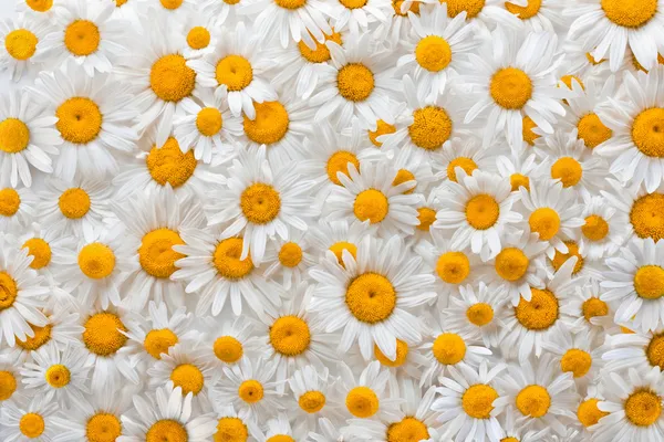 Kwiat rumianku tło — Zdjęcie stockowe