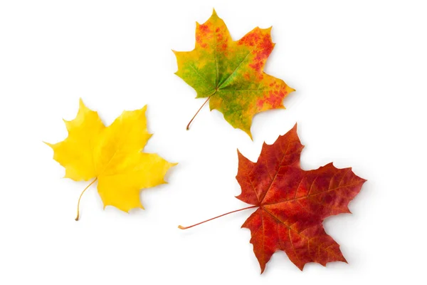 Drie esdoorn herfst bladeren. TopView. — Stockfoto