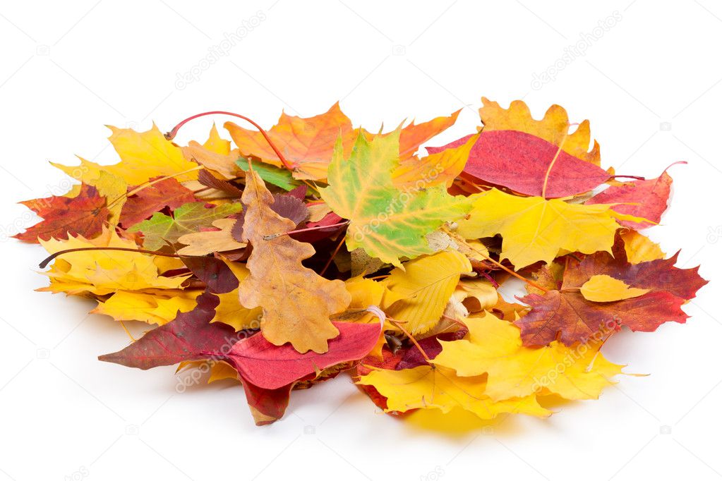 Heap of autumnal leaves