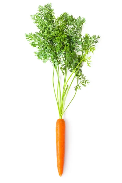 胡萝卜与绿色上衣的作物根 — 图库照片