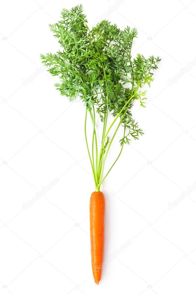 Root-crop of carrot with green tops