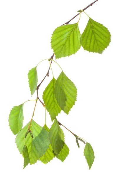 Birch twig in backlight — Stock Photo, Image