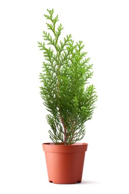 Thuja sapling in a pot clipart