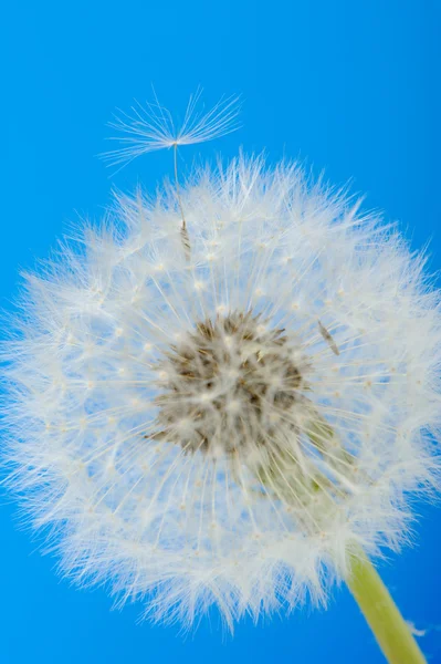 Dandelion on a blue background — Stock Photo, Image