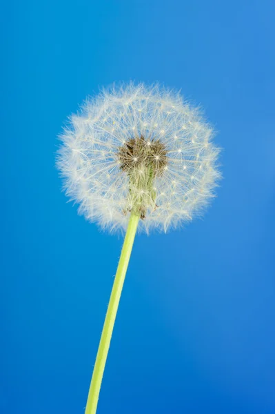 Dandelion on a blue background — Stock Photo, Image