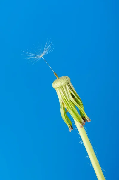 Одуванчик с одним семенем на синем фоне — стоковое фото