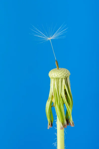 Dente-de-leão com uma semente sobre um fundo azul — Fotografia de Stock