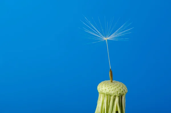 Pampeliška s jedno semeno na modrém pozadí — Stock fotografie