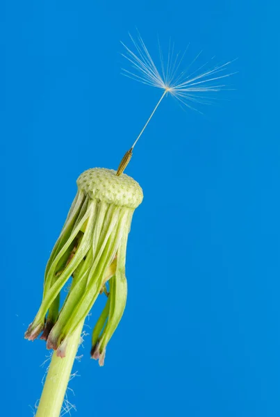 Dente-de-leão com uma semente sobre um fundo azul — Fotografia de Stock