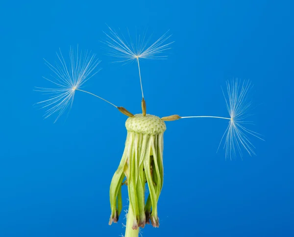 stock image Dandelion with partial seeds