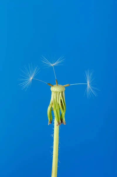 Кульбабаба з частковим насінням — стокове фото