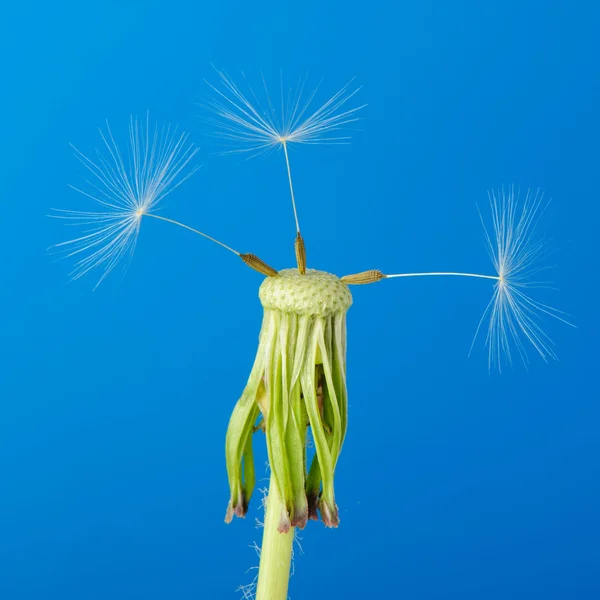 Одуванчик с частичными семенами — стоковое фото