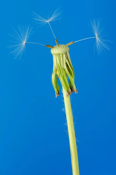 Pampeliška s částečným semena — Stock fotografie