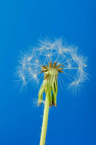 Dandelion with partial seeds — Stock Photo, Image