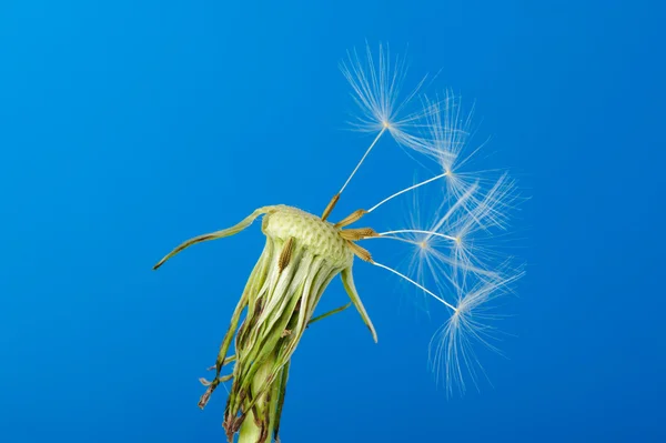 Кульбабаба з частковим насінням — стокове фото