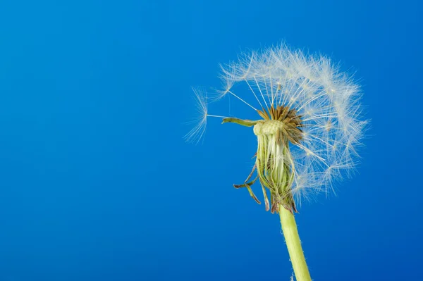 Dandelion with partial seeds — Stock Photo, Image