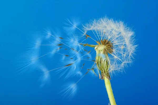Одуванчик с движущимися семенами на голубом фоне — стоковое фото