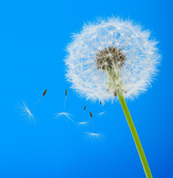 Dandelion on a blue background